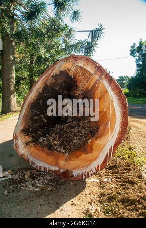 Bunya Pines, Araucaria bidwillii, wegen Krankheit und Fallgefahr entfernt. Malanda Queensland Australien. Stockfoto