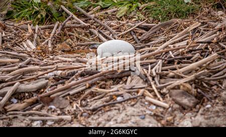 Nahaufnahme des Schwaneneier in natürlicher Umgebung.ein Ei des stummen Schwans im Nest im Frühjahr. Cygnus olor. Schönheit in der Natur. Lausanne, Schweiz. Stockfoto