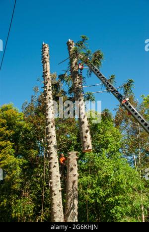 Bunya Pines, Araucaria bidwillii, wegen Krankheit und Fallgefahr entfernt. Malanda Queensland Australien. Stockfoto