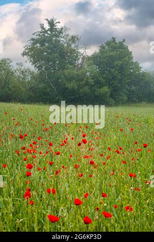 Rote Mohnblumen zwischen dem grünen Weizenfeld. Schöne ländliche Landschaft bei nebligen Sonnenaufgang. Bäume verschwommen in der Ferne. Wolken am Himmel am Morgen l Stockfoto