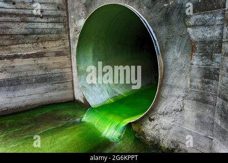 Hellgrün verschmutztes Abwasser, das durch ein Entwässerungsrohr fließt, das durch eine Betonwand in einem ökologischen und ökologischen Konzept austritt Stockfoto