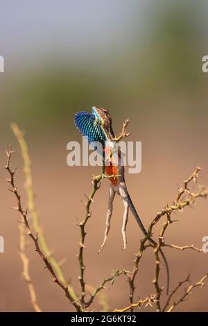 Fan kehlte Lizard, Sarada Superba, der morgens Aerobic machte, Pune, Maharashtra Stockfoto