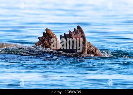 Erwachsene Walrohren, Odobenus rosmarus, schwimmen im Arktischen Ozean vor der Küste von Svalbard. Seitenansicht mit dem Gesicht und den Flossen, die aus dem Wat hervorgehen Stockfoto