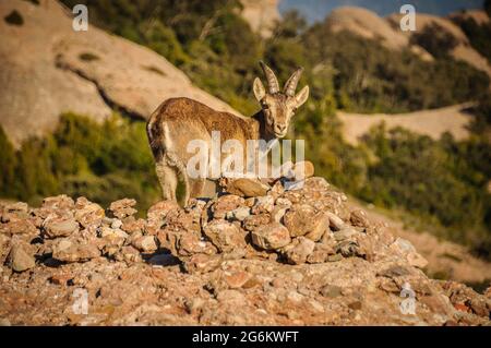 Iberische Steinböcke oder Ziege (Capra pyrenaica) in der Nähe des Gipfels Sant Jeroni, auf dem Berg Montserrat, Barcelona, Katalonien, Spanien ESP: Cabra ibérica, Montserrat Stockfoto