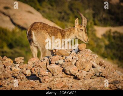 Iberische Steinböcke oder Ziege (Capra pyrenaica) in der Nähe des Gipfels Sant Jeroni, auf dem Berg Montserrat, Barcelona, Katalonien, Spanien ESP: Cabra ibérica, Montserrat Stockfoto