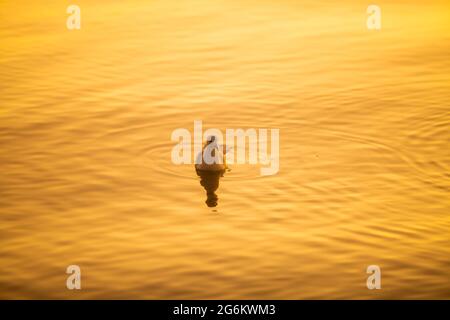 Möwe auf einem goldenen Ozean Stockfoto