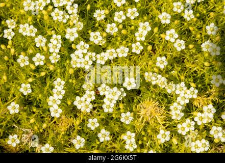 Petite Sagina subulata var. glabrata 'Aurea' Massenblüte Stockfoto