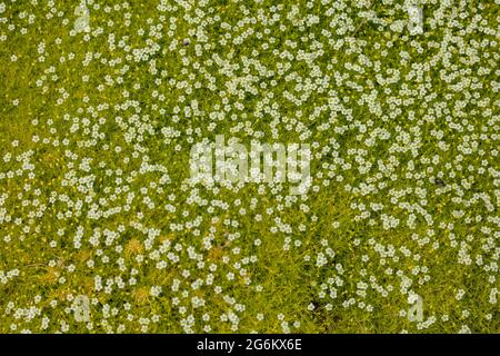 Petite Sagina subulata var. glabrata 'Aurea' Massenblüte Stockfoto