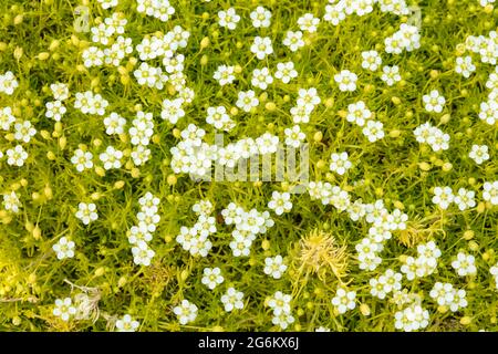 Petite Sagina subulata var. glabrata 'Aurea' Massenblüte Stockfoto