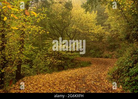 Montnegre Wälder in der Nähe von Santa Maria de Montnegre, im Herbst (Barcelona, Katalonien, Spanien) ESP: Bosques de la Umbría del Montnegre (Cataluña, España) Stockfoto