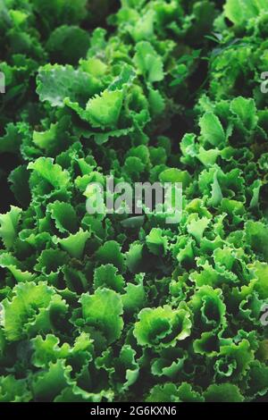 Reihen von organischen gesunden grünen Salatpflanzen Stockfoto