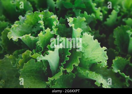 Reihen von organischen gesunden grünen Salatpflanzen Stockfoto