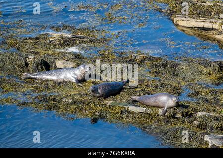Graue Robben (Halichoerus grypus), die auf Felsen in der Nähe von Dunnet Head Caithness, Schottland, liegen. Stockfoto