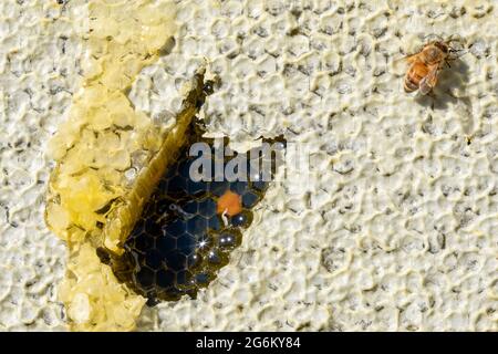Eine Honigbiene auf einem Wabenrahmen auf einem Bienenhaus in Canterbury in der Nähe der südlichen Alpen der Südinsel. Bild von Bradley White Stockfoto