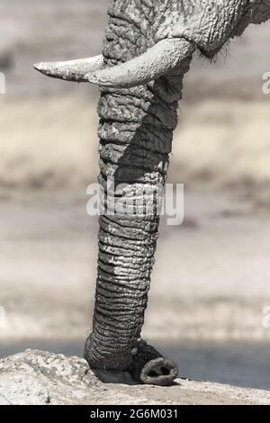 Afrikanischer Elefant (Loxodonta Africana) Profilansicht seines Rüssels, Stoßzähne vor verschwommenem Hintergrund. Etosha-Nationalpark, Namibia Stockfoto