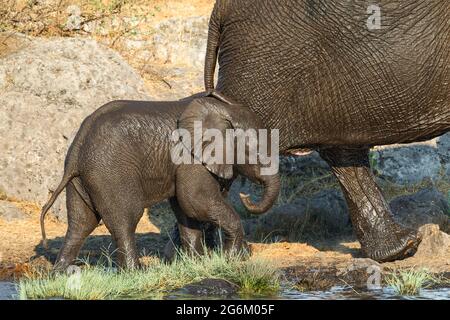 Afrikanische Elefant (Loxodonta africana), Weibchen und ihr Kalb mit nassen Häuten. Etosha Nationalpark, Namibia, Afrika Stockfoto