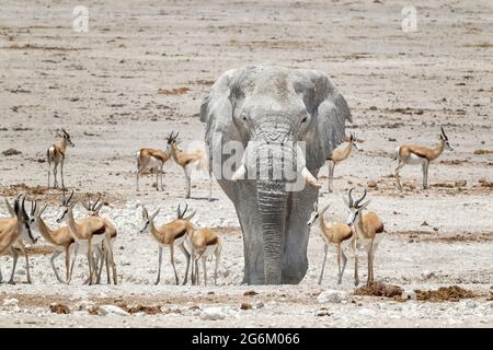 Afrikanischer Elefant, Loxodonta Africana, Stier und Springbok. Etosha Nationalpark, Namibia, Afrika Stockfoto