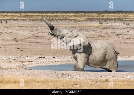 Afrikanischer Elefant, Loxodonta Africana, Stier steht im Wasser. Etosha Nationalpark, Namibia, Afrika Stockfoto