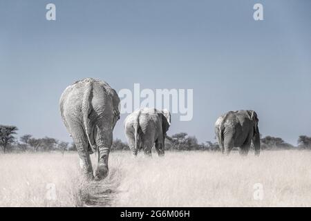 3 afrikanische Elefanten, Loxodonta Africana, Bullen von hinten. Etosha Nationalpark, Namibia, Afrika Stockfoto