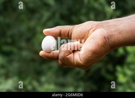 Weißes Taubenei auf einer männlichen Hand Nahaufnahme auf weichem Bokeh Hintergrund Stockfoto