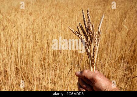 Dinkel. Triticum spelta. Stockfoto