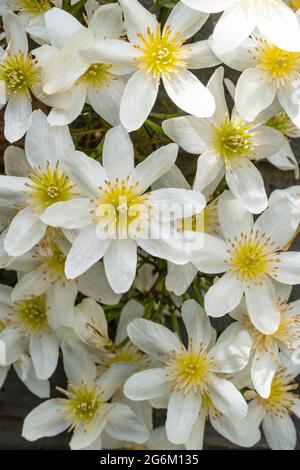 Nahaufnahme der weißen Blüten der Clematis „Cartmanii Joe“ Stockfoto