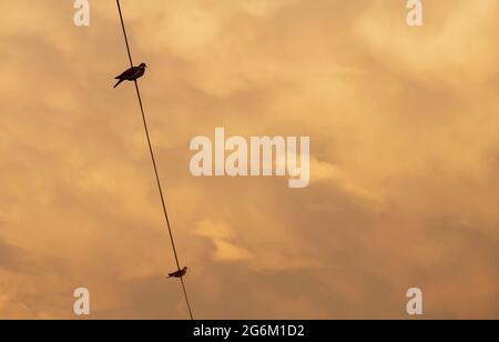 Zwei Tauben sitzen auf einem Stromkabel. Vor dem Hintergrund des gelben Himmels. Bei Sonnenuntergang. Für Text platzieren. Stockfoto