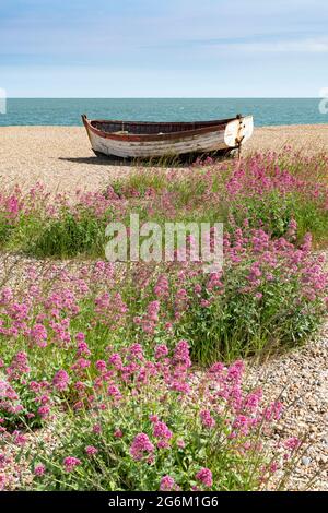 Angeln Ruderboote auf Aldeburgh Strand Suffolk mit roten Baldrian Blumen im Vordergrund . Stockfoto