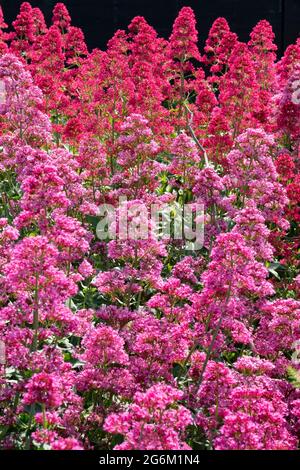 Centranthus ruber, der rote Baldrian Stockfoto