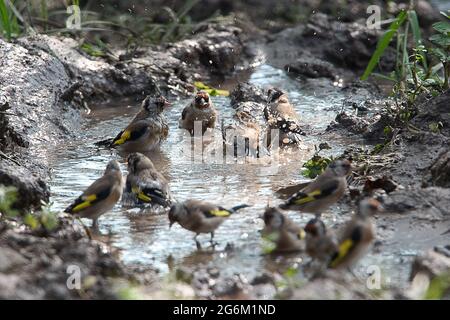 Europäischer Goldfink (Carduelis carduelis), der in einem Wasserpudlle baden sollte, aufgenommen im September in israel Stockfoto