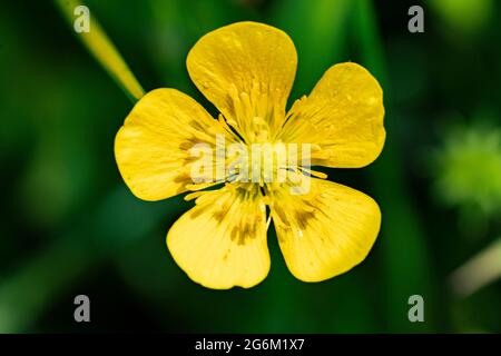 Die Blume des Ranunculus repens, der schleichende Butterblume, Stockfoto