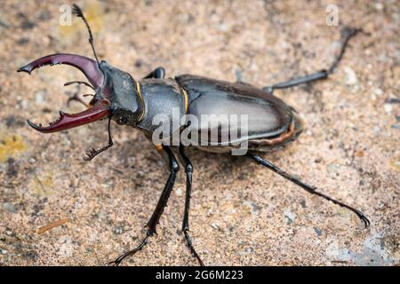 Hirschkäfer männlicher Hirschkäfer, Wissenschaftlicher Name: Lucanus cervius Stockfoto