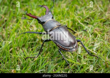 Hirschkäfer männlicher Hirschkäfer, Wissenschaftlicher Name: Lucanus cervius Stockfoto