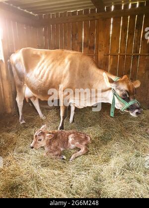 Neugeborenes Kalb im Stall mit seiner Mutterkuh, Rinderfarm, Foto Stockfoto