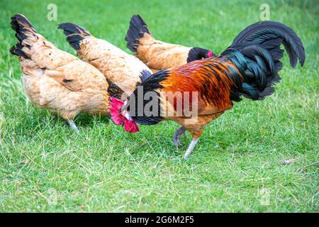 Freilandhuhn und Hühner, die auf dem Gutshof im Cogges Museum in Witney auf Nahrungssuche gehen. Stockfoto