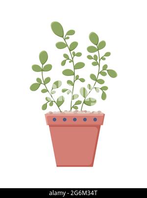 Botanische Illustration mit Blättern und Pflanze. Schöne Blumenvase mit bunten Blumen Vektor flache Ikone. Bunte Blume in Vase isoliert flach Symbol o Stock Vektor