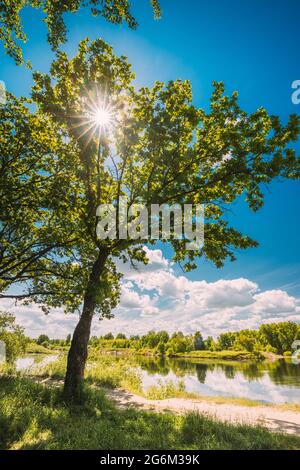 Vertikale Aufnahme Sonnenlicht Sonnenstrahlen Leuchten Durch Eichenwälder In Der Sommerwaldlandschaft In Der Nähe Des Lake River. Weg Auf Dem Landweg Durch Den Sommer Stockfoto