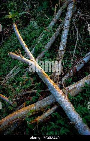 Der Stamm eines Baumes, der im Inneren des Waldes abgeschlagen wird Stockfoto