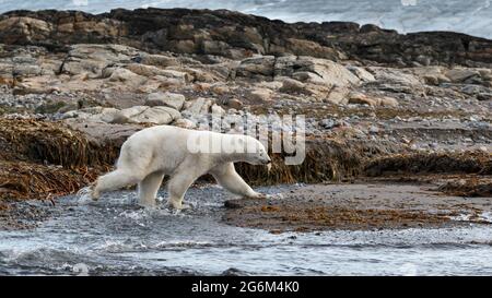 Eisbär (Ursus maritimus) wandert auf Felsen durch Wasser. Spitzbergen, Norwegen, Arktis Stockfoto