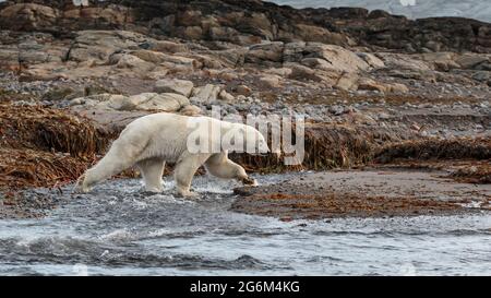 Eisbär (Ursus maritimus) wandert auf Felsen durch Wasser. Spitzbergen, Norwegen, Arktis Stockfoto