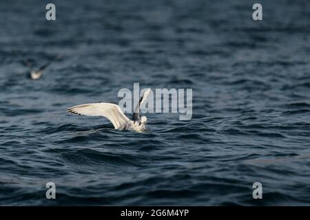 Jungtiere Kittiwake (Schwarzbeinige Kittiwake) im Wasser. Spitzbergen, Norwegen Stockfoto