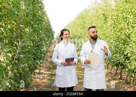 Bauern untersuchen die Ernte im Öko-Apfelgarten auf dem Bauernhof mit Tablette und Agroindustrie Stockfoto