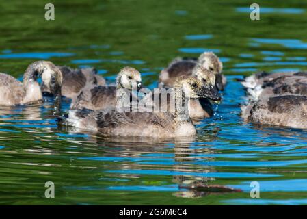 Kanadische Gänseküken schwimmen auf einem Fluss. Stockfoto