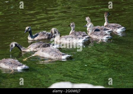 Kanadische Gänseküken schwimmen auf einem Fluss. Stockfoto