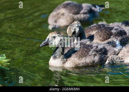 Kanadische Gänseküken schwimmen auf einem Fluss. Stockfoto