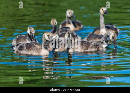 Kanadische Gänseküken schwimmen auf einem Fluss. Stockfoto