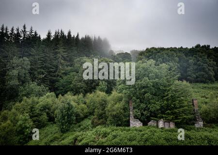 Dafodill Cottage in Erkart Village, traurigerweise eine längst vergessene Siedlung, die jetzt fast vollständig in den Balmacaan Forest oberhalb von Loch Ness absorbiert wurde. Stockfoto