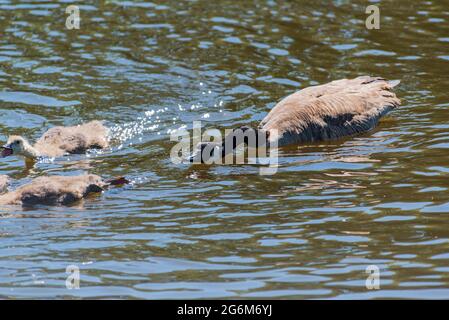 Kanadische Gänseküken, die mit Eltern auf einem Fluss schweben. Stockfoto