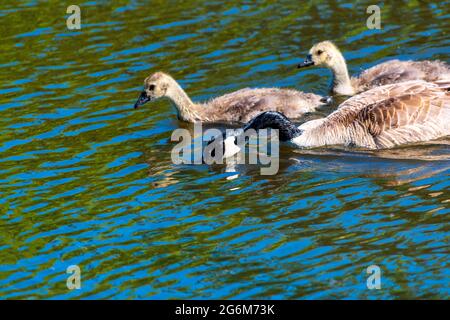 Kanadische Gänseküken, die mit Eltern auf einem Fluss schweben. Stockfoto