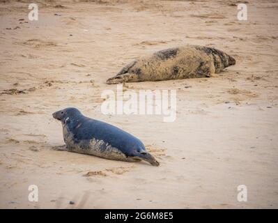 Robben bei Horsey Gap, auf den Broads in der Nähe von Great Yarmouth, Norfolk, England Stockfoto